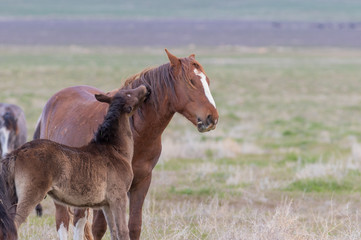 Wall Mural - Wild Horse Mare and Cute Foal in the Utah Desert