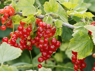 Poster - Gros plan sur grappes de petites baies en cours de maturation du groseillier à grappes (Ribes rubrum)