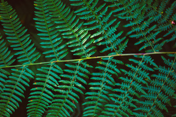 Close-up bright fern leaf in forest