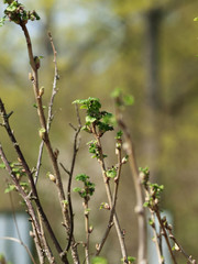 Poster - (Ribes rubrum) Plant de Groseillier à grappes ou groseillier rouge