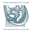 Woman anatomy. Female reproductive system hand drawn vector illustration. Female medical sketch drawing. Part of set. 