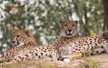 Couple Of Cheetah, Acinonyx Jubatus Resting Lying On Tree, Green Bokeh Lights Background, Selective Focus