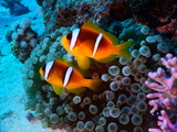 Fototapeta  - Morze Czerwone ryba koral rafa