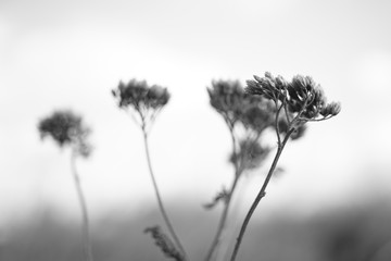 Canvas Print - Dry autumn wild flowers grow in the field, bw photo.