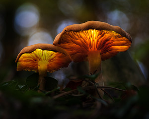 Two glowing mushrooms in dark forest