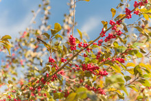Beautiful Texas Winterberry (Ilex Decidua) Red Fruits On Tree Branches On Sunny Fall Day