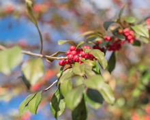Texas Winterberry (Ilex Decidua) Red Fruits On Tree Branches On Sunny Fall Day