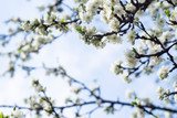 Fototapeta  - Flowering branches of apple trees in the spring