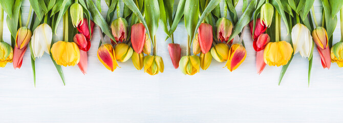 Wall Mural - Beautiful multicolored tulips on the white wooden background. Copy space, flat lay