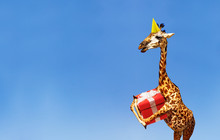Giraffe With Birthday Present And Cap On Blue Sky
