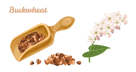 Wall Mural - Buckwheat in wooden scoop, pile of grains and flowering plant isolated on white background. Gluten free cereal vector illustration in cartoon simple flat style.