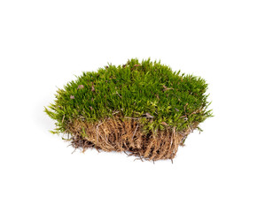 Wall Mural - green moss sphagnum closeup isolated