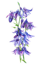 Bouquet Of Aquilegia, Purple Flowers, On Isolated White Background, Watercolor Illustration, Botanical Painting