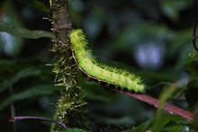 A Giant Green Butterfly Larva In The Monteverde Cloud Forest Reserve, Costa Rica