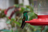 Fototapeta Tęcza - a hummingbird in the Monteverde Cloud Forest Reserve, Costa Rica