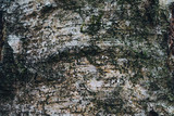 Fototapeta Sawanna - Birch texture in winter close-up
