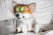 Cute red and white corgi lays on the bed  relaxed from spa procedures on face with cucumber, covered with a towel.