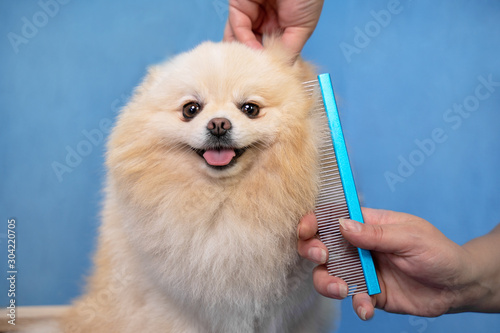 Fotomural groomer makes a spitz breed haircut with comb in grooming salon.