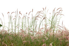 Reeds Of Grass Isolated And White Background.