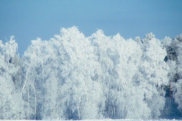 Canvas Print - Winter snow forests background. Landscape and cold nature with snowy trees. White ice scene and blue sky. Christmas frost. Frozen xmas. Outdoor wonderland. Panorama. Scenic view like in fairytale.