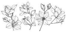 Vector Magnolia Floral Botanical Flowers. Black And White Engraved Ink Art. Isolated Magnolia Illustration Element.