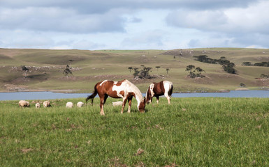 two horses on a meadow