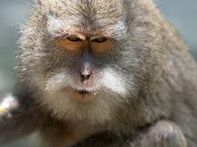 A Monkey Enjoying The Day In The Ubud Monkey Forest