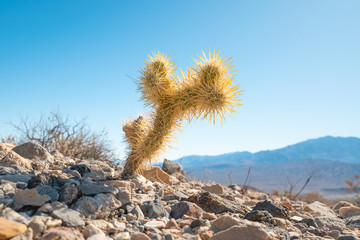 Cacti in desert. Death Valley National Park, California