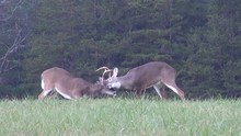 Two White-tail Deer Bucks Sparring In Open Field