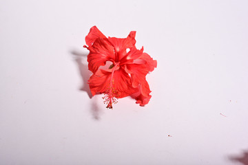 Close-up of red hibiscus flower isolated on white stone background