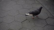 Little Pigeon Walking Around Washington Square Park In New York City 1080p HD