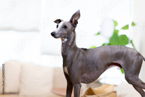 自宅のイタリアングレイハウンド犬 Buy This Stock Photo And Explore Similar Images At Adobe Stock Adobe Stock