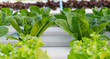 green cos and green oak hydroponic