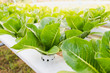 salad green cos hydroponic farm