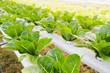 green cos in hydroponic farm thailand