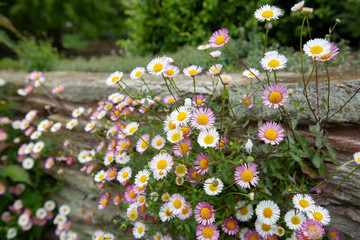 flower growing on the rock in spring season