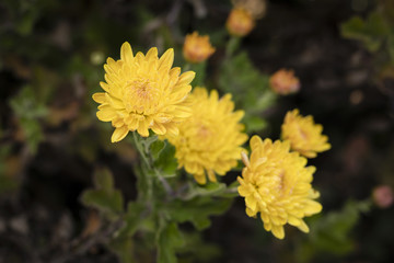 Naklejka na meble Yellow chrysanthemum flowers with morning icing.
