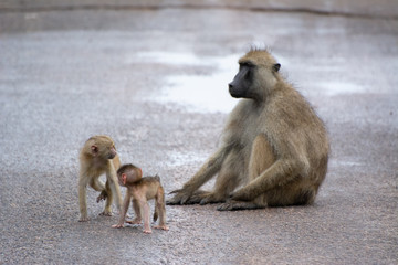 Wall Mural - baboon and young sitting on a wet road in zambia