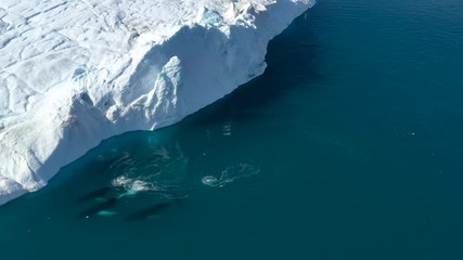 whale breaching by icebergs in arctic nature with ice in icefjord landscape. humpback whale. aerial 