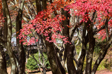 Wall Mural - red leaves of maple tree in autumn