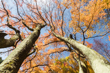 Wall Mural - upward view of beautiful maple trees in autumn