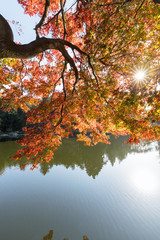 Wall Mural - beautiful maple tree under the sunshine