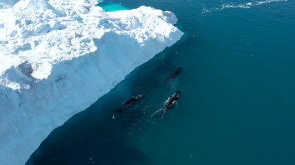 whale breaching by icebergs in arctic nature with ice in icefjord landscape. humpback whale. aerial 