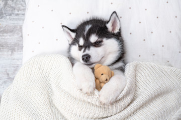 Aufkleber - Cute Siberian Husky puppy hugs toy bear and sleeps on pillow under blanket at home. Top view