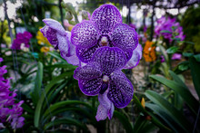 Purple Vanda Orchid Flowers In The Garden