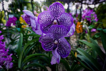 Purple vanda orchid flowers in the garden