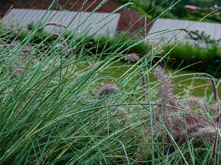 Wall Mural - Drop of water on grass flowers.