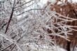 © Anatoly Vartanov - Branches of trees covered with a dense crust of ice