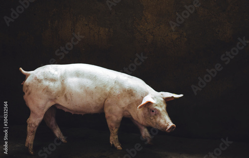 Cuadros en Lienzo pig farm industry farming hog barn pork