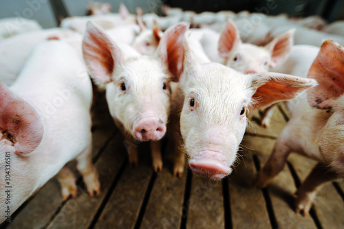 Fotomural pig farm industry farming hog barn pork